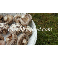 Cogumelo De Flores Secas, China Shiitake Mushroom